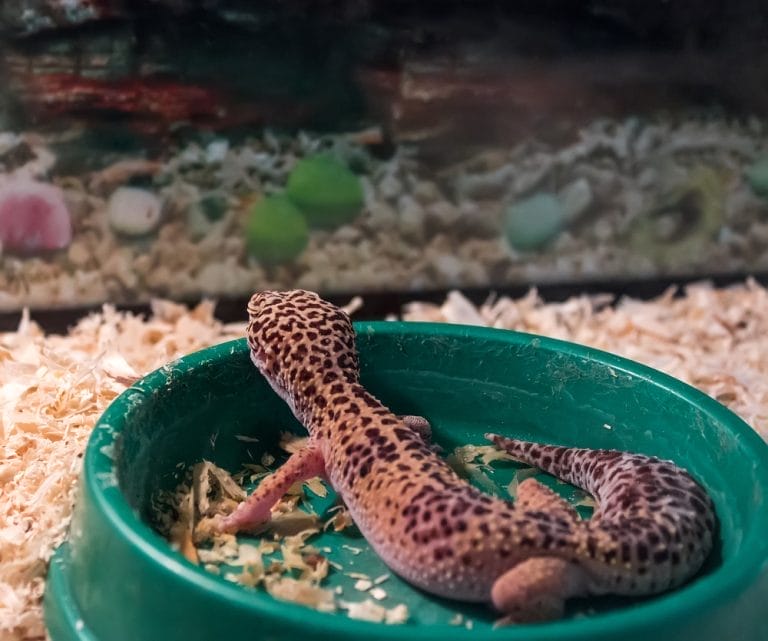 Can Leopard Geckos Eat Fruit? What Vets Wish You Knew