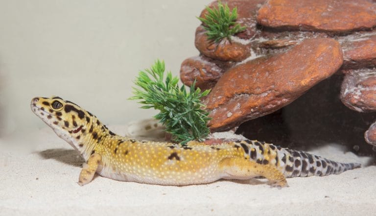 How To Help Your Leopard Gecko With Stuck Shed