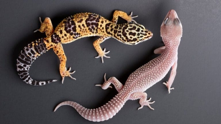 10 Stunning Leopard Gecko Morphs You Need to See