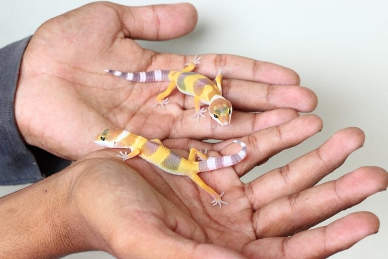 25 Genius Leopard Gecko Tips You’ll Wish You Knew Earlier