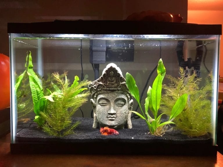 Betta Owners Swear By These 5 Minimalistic Betta Tank Ideas