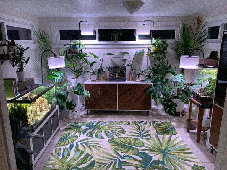 3 Inspiring Reptile Room Setups You’ll Want to Copy