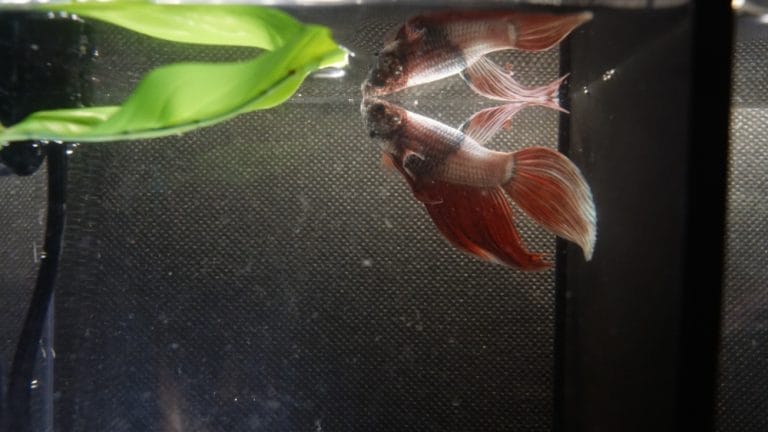 Silk vs Plastic Plants for Bettas: Which Is Safer?