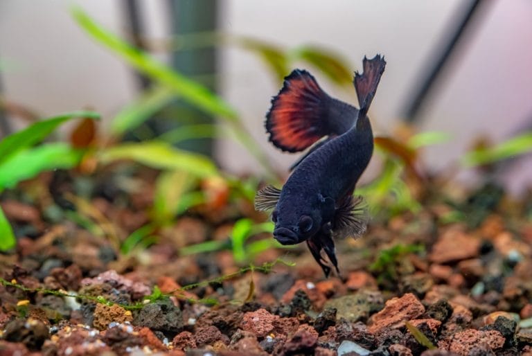 Why Is My Betta Fish Not Eating? (7 Reasons + Fixes)