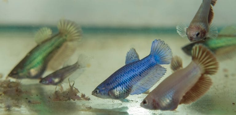 Why a Weekly Fasting Day Helps Your Betta’s Digestion