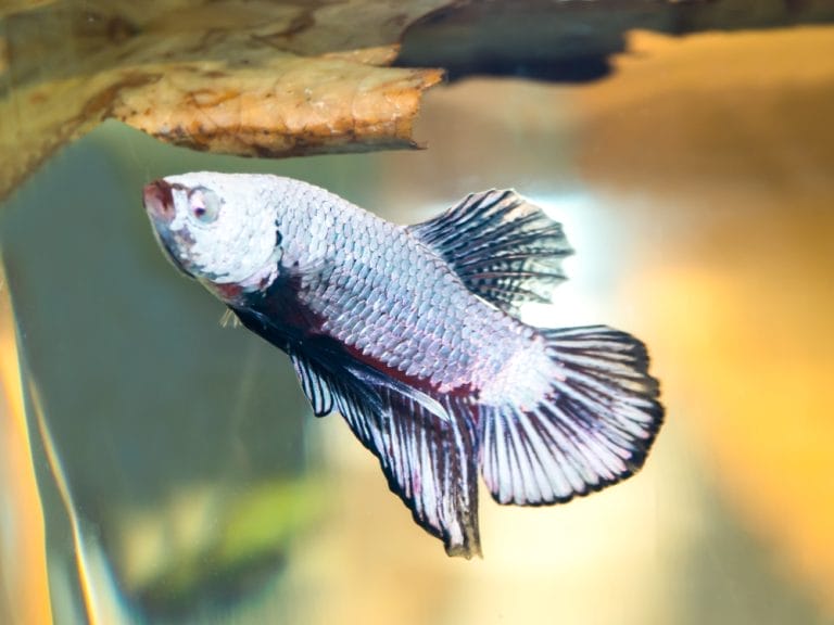 Betta Fish Lighting Guide for Bright Colors and Happy Fish