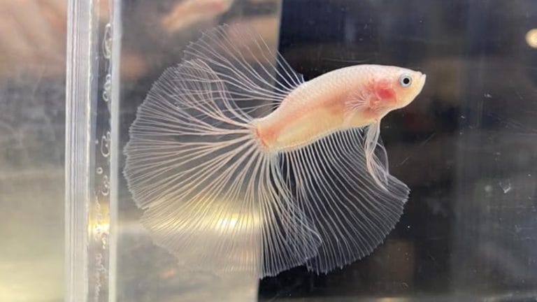 How to Set Up a Betta Hospital Tank (Step-by-Step Guide)