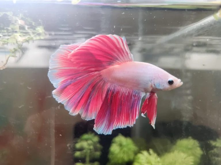 Pink Betta Fish: Rare Varieties, Types & Colors [With Pictures]