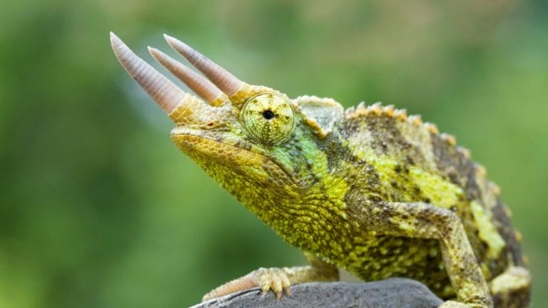 Complete Jackson’s Chameleon Care Sheet (Diet, Habitat & Health)