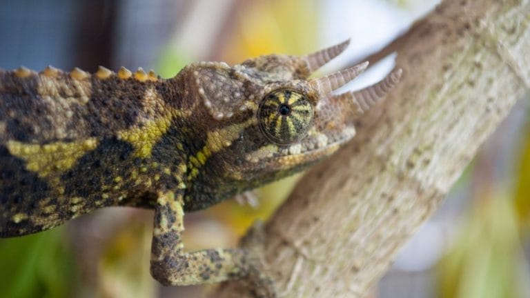 What Are the Biggest Mistakes New Chameleon Owners Make?
