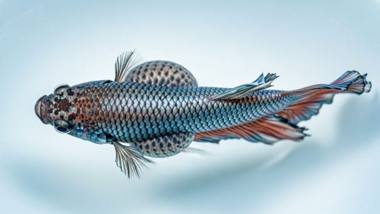 Betta Fish Bloated: Is It Constipation, Dropsy, or Overfeeding?