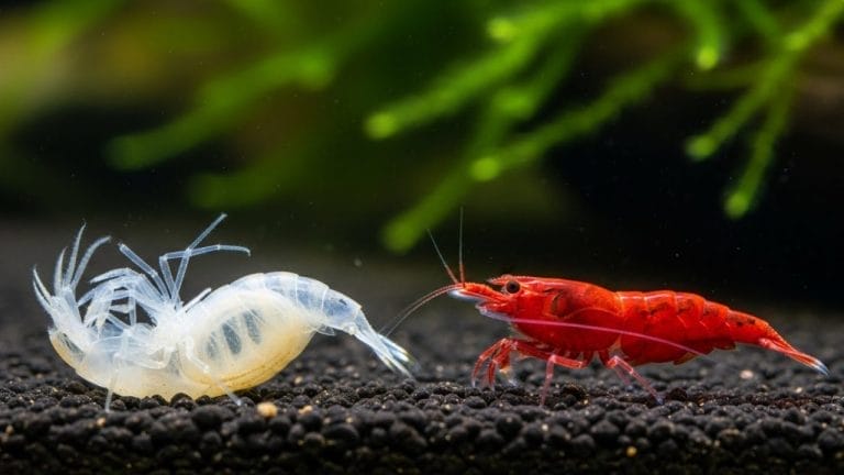 Cherry Shrimp Turning White: Molting or Sick?
